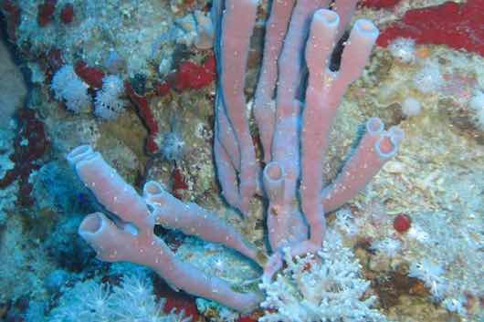 callyspongia-siphonella_gert_woerheide_3_2_format_l