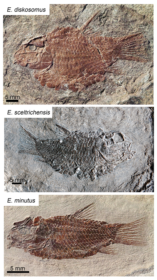 eosemionotus