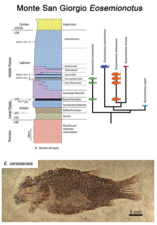 eosemionotus_grafik