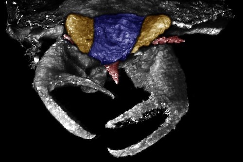 Paleobiology: fossil true bug with remarkable claws CT scan of the newly discovered insect species with its distinctive claws. © Haug