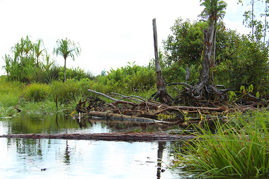 peat swamp_535