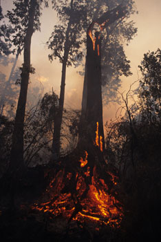 Borneo